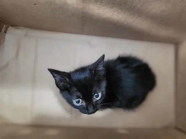 Andres - Domestic Short Hair
