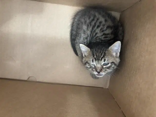 Lucky - Domestic Short Hair
