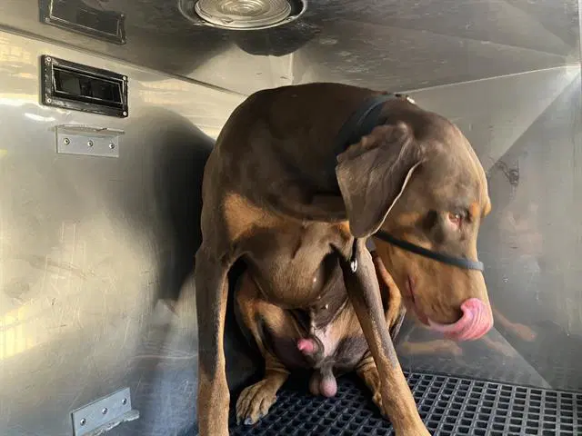 Jaeger - Doberman Pinscher