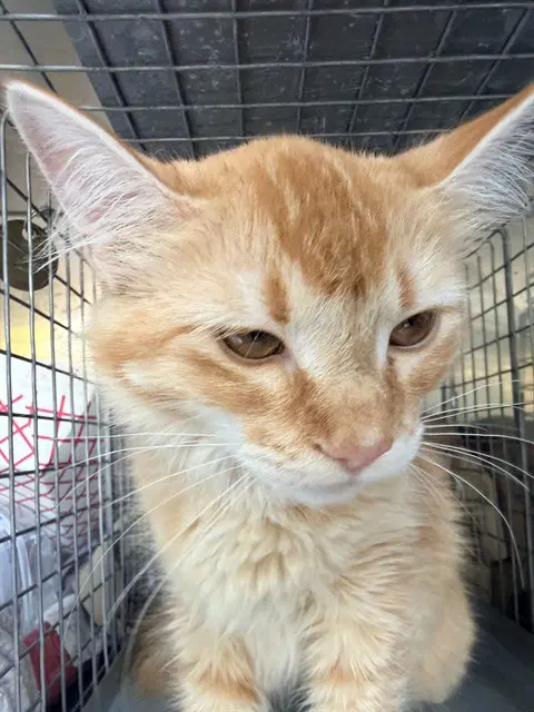 Willow - Domestic Long Hair