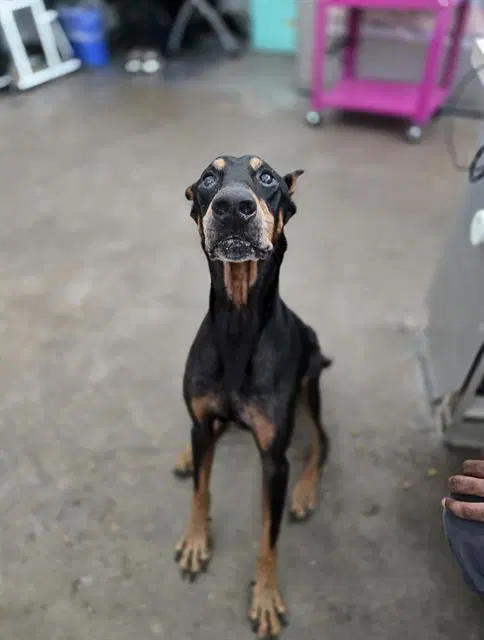 Toby - Doberman Pinscher