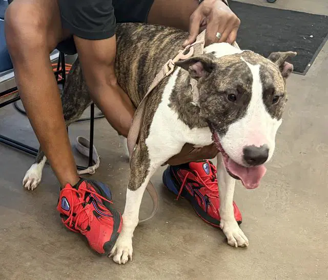 Maui - Pit Bull Terrier