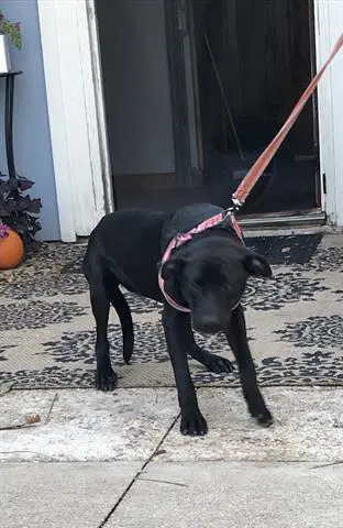 Jazz - American Staffordshire Terrier