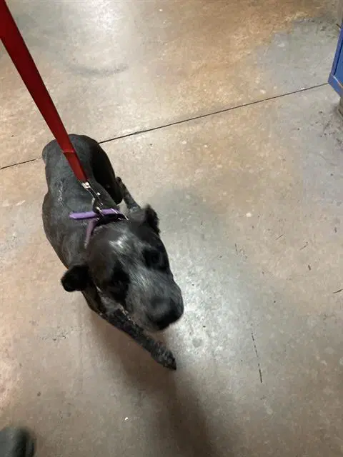 Pepper - Catahoula Leopard Dog