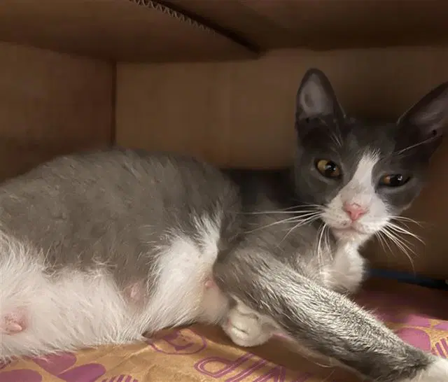 Kitty image 1
