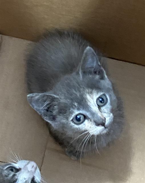 Lila