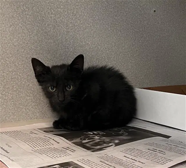 Shadow - Domestic Short Hair