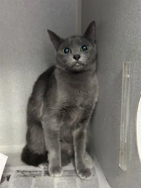 Mamita - Domestic Short Hair