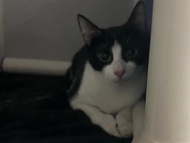 Mamitas - Domestic Short Hair