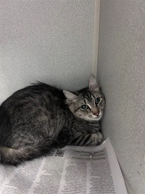 Chichi - Domestic Short Hair