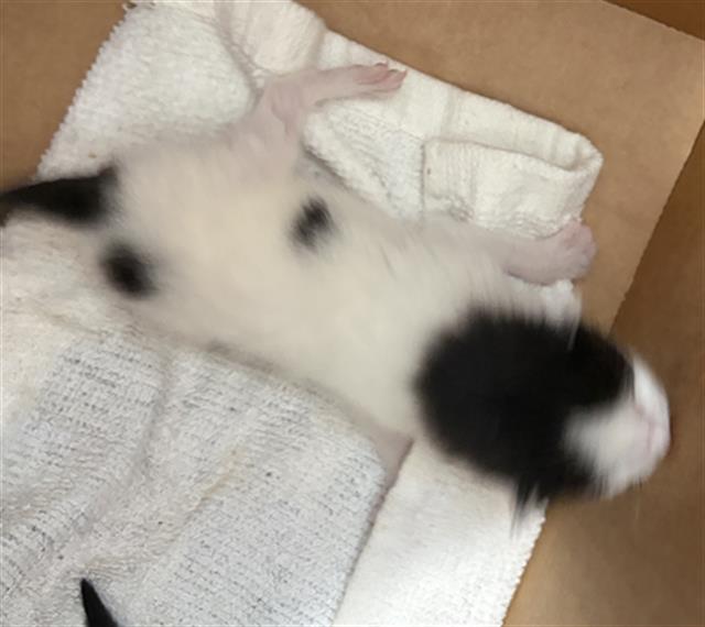 Mozzarella