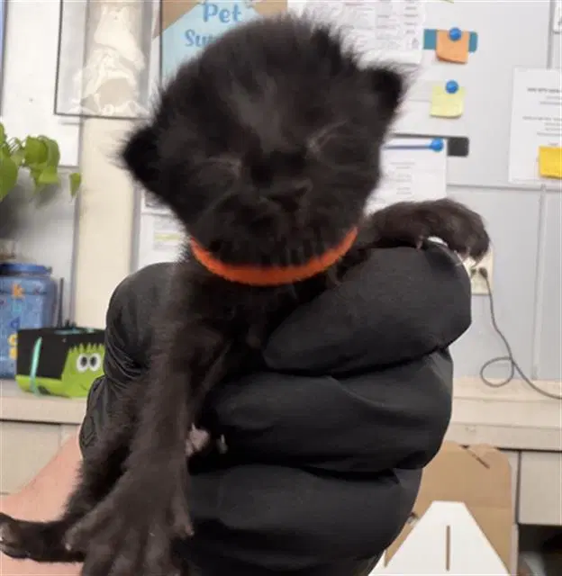 Pretzel - Domestic Short Hair