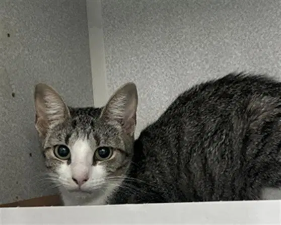 Winnie - Domestic Short Hair