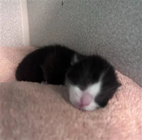 Pooh - Domestic Short Hair