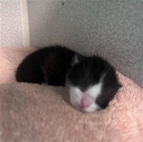 POOH, a cat for adoption from Dallas Animal Services