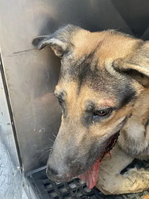 Charles - German Shepherd Dog