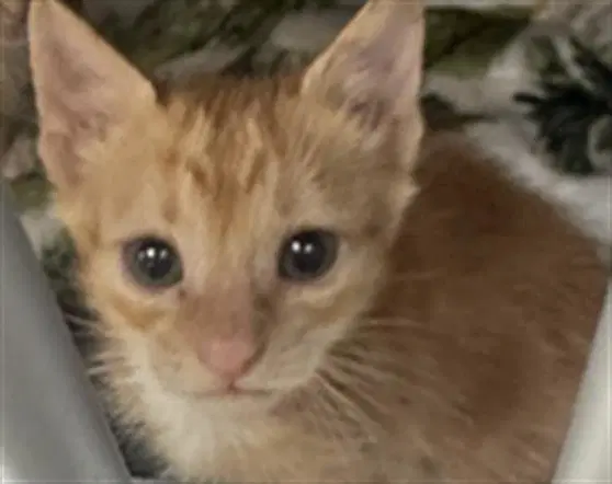 Flamin - Domestic Short Hair