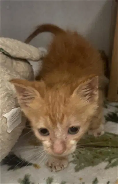 Cheetos - Domestic Short Hair