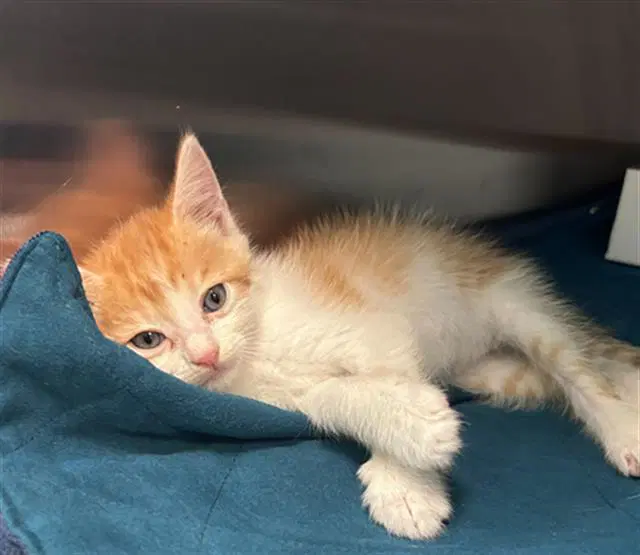 Sammy - Domestic Short Hair