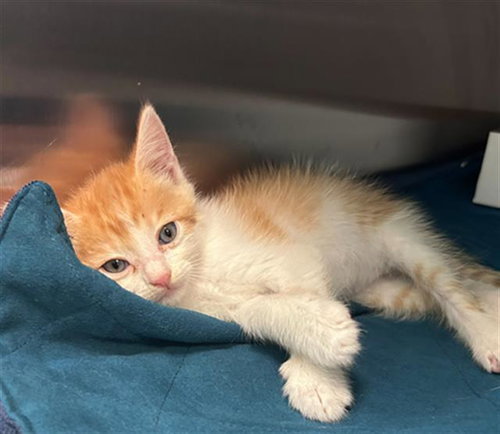 SAMMY, a cat for adoption from Dallas Animal Services