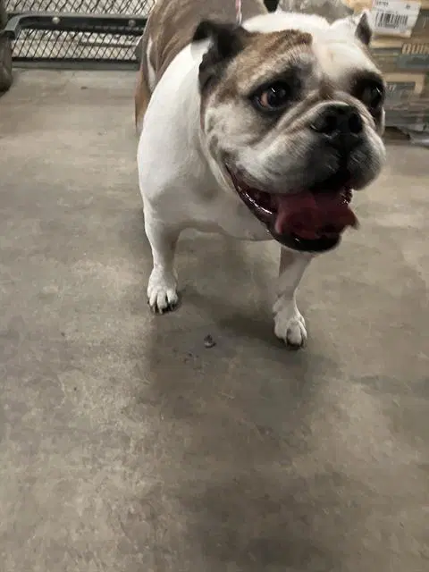 Lola - English Bulldog