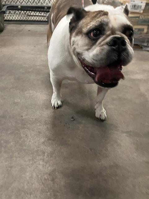 Lola