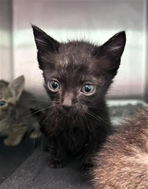 Chip - Domestic Short Hair