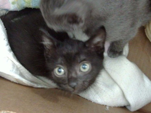 CHIP, a cat for adoption from Dallas Animal Services