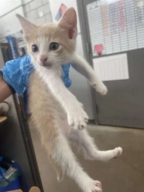 Griffen - Domestic Short Hair