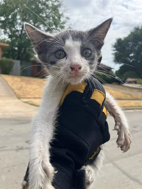 Cheese - Domestic Short Hair