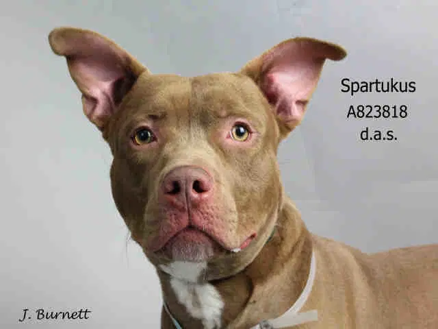 Spartukus - American Pit Bull Terrier