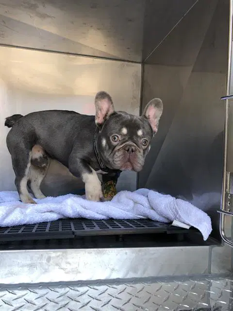 Knox - French Bulldog