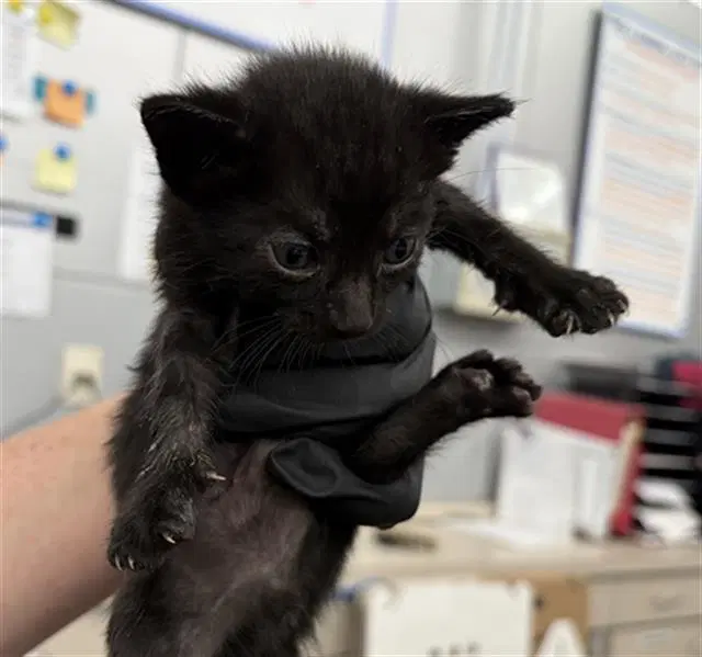 Frito - Domestic Short Hair