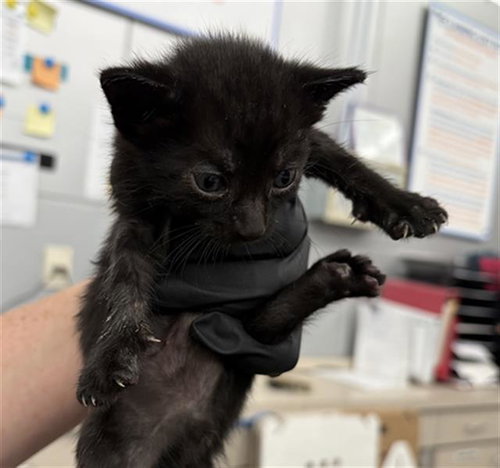 FRITO, a cat for adoption from Dallas Animal Services