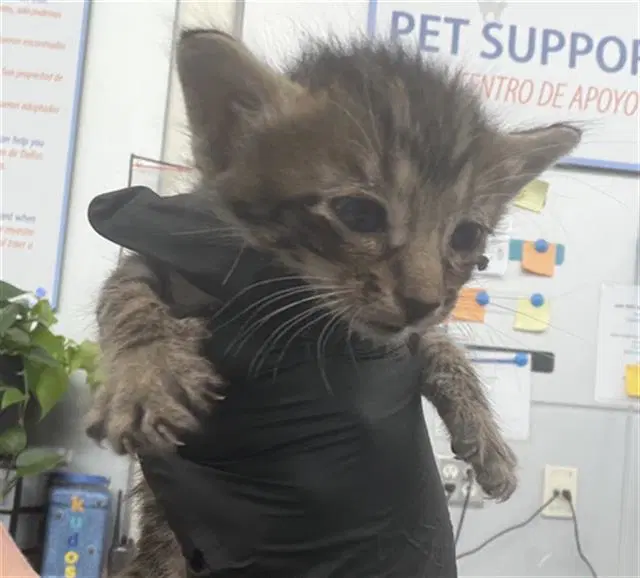 Dorito - Domestic Short Hair