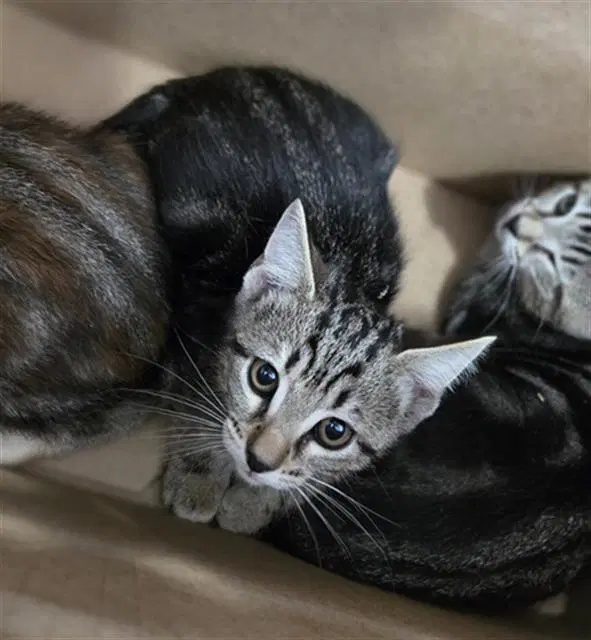 Enchilada - Domestic Short Hair