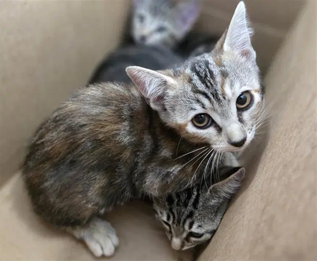 Burrito - Domestic Short Hair