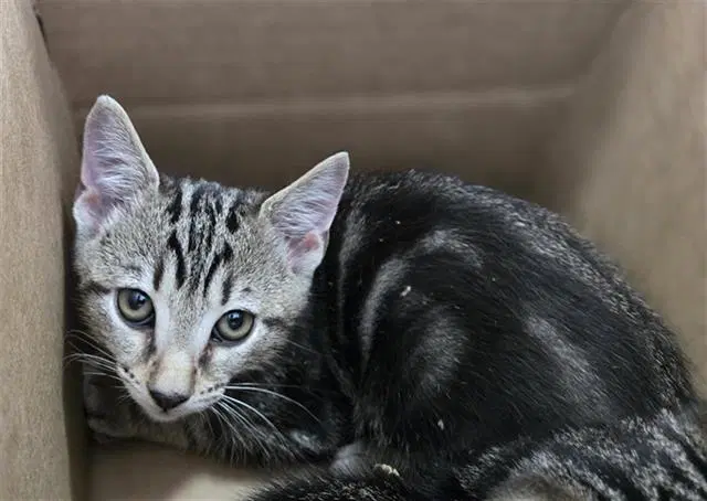 Taco - Domestic Short Hair