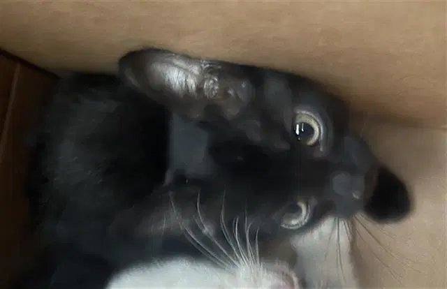 Cody - Domestic Short Hair