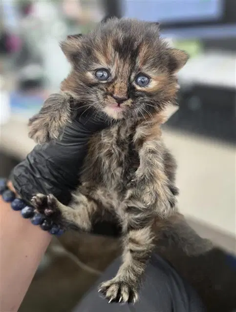 Crowbar - Domestic Short Hair