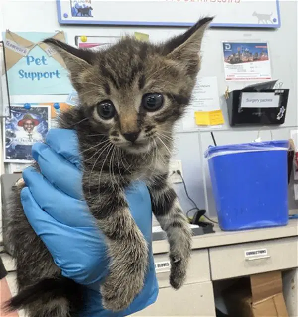 Popcorn - Domestic Short Hair