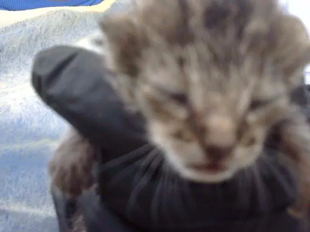 Tot - Domestic Medium Hair