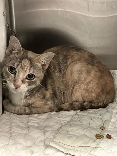 Bebe - Domestic Short Hair