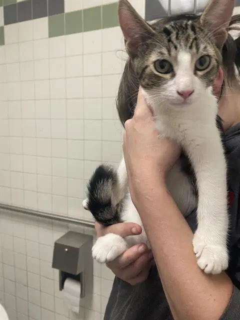 Jelly Bean - Domestic Short Hair