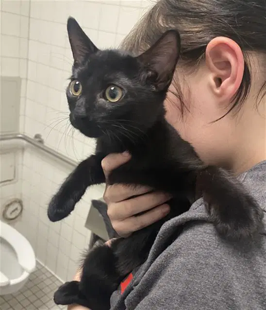 Chili Pepper - Domestic Short Hair