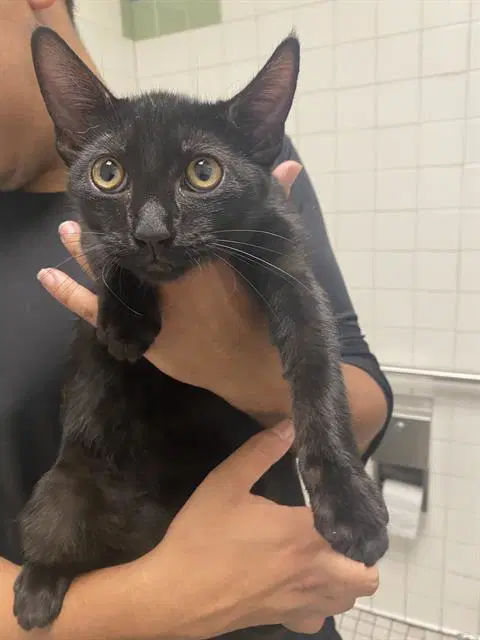 Coffee Bean - Domestic Short Hair