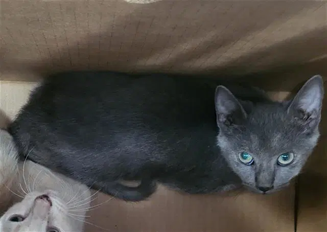 Twinkie - Domestic Medium Hair