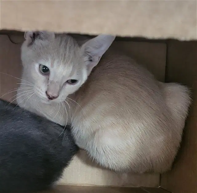 Kitkat - Domestic Medium Hair