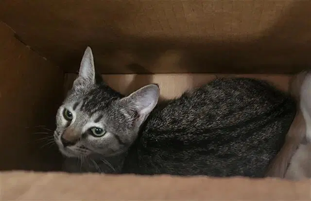 Churro - Domestic Medium Hair