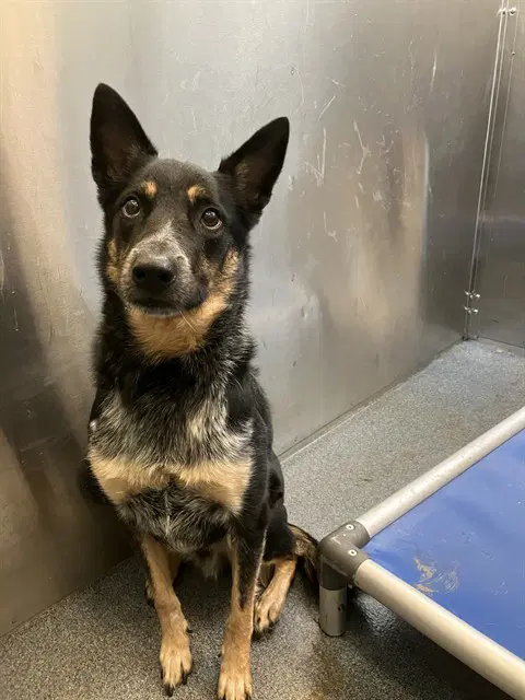 Ranger - Australian Cattle Dog/Blue Heeler